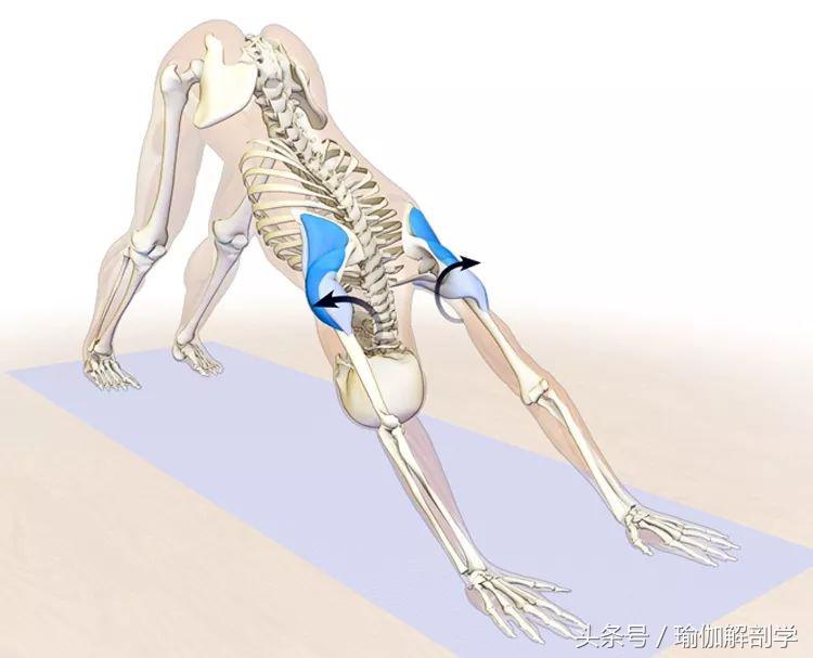 瑜伽下犬式基本功,下犬式瑜伽体式为什么重要