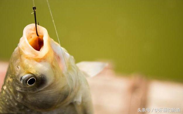 大风天气钓鲢鳙走水怎么办,大风钓小鱼绝密技巧
