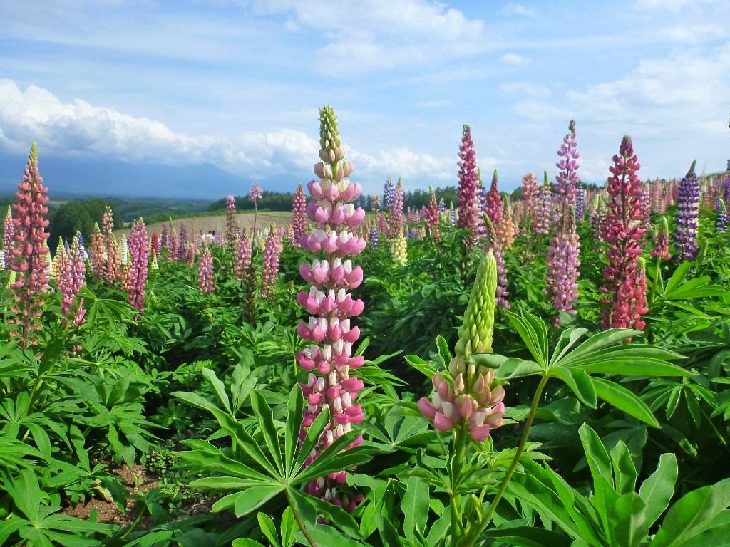 300首音频儿歌多多,儿歌100首音频自动播放