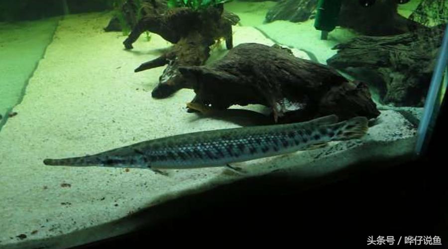 火箭鱼种类大全,火箭鱼有多少品种