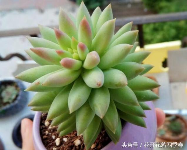 多肉千佛手开花,多肉千佛手开花的样子