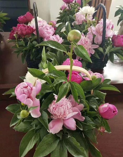 菏泽芍药鲜切花产量锐减九成