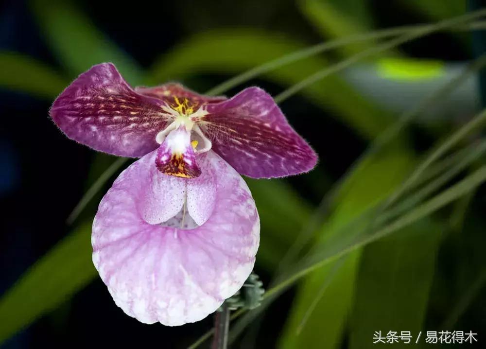 兰花品种兜兰,兰花草品种大全兜兰