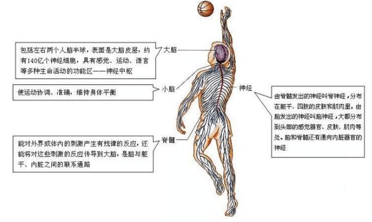 北师大版生物中考必背知识点,苏教版生物中考知识点总结填空版