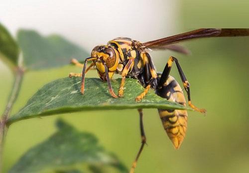 十大又恐怖又特别毒的灭绝虫子,世界上最毒的昆虫黑寡妇
