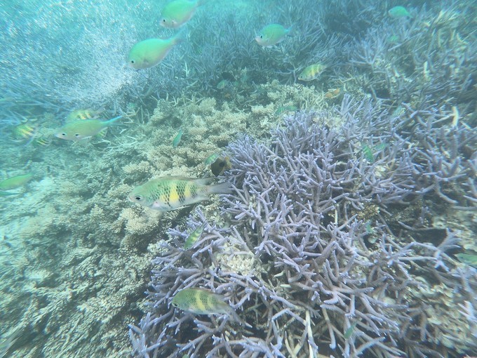 帕劳的海景风光给人美的享受,帕劳的海洋和沙滩风景图片