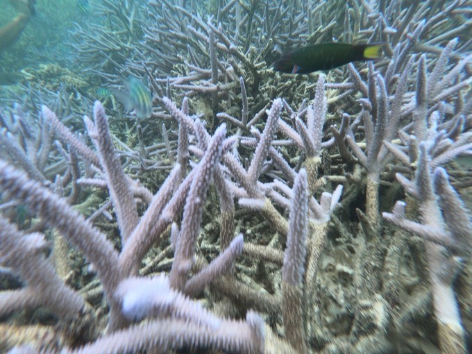 帕劳的海景风光给人美的享受,帕劳的海洋和沙滩风景图片
