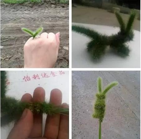 别把狗狗当玩具它们也是有生命的,毛毛狗是啥植物