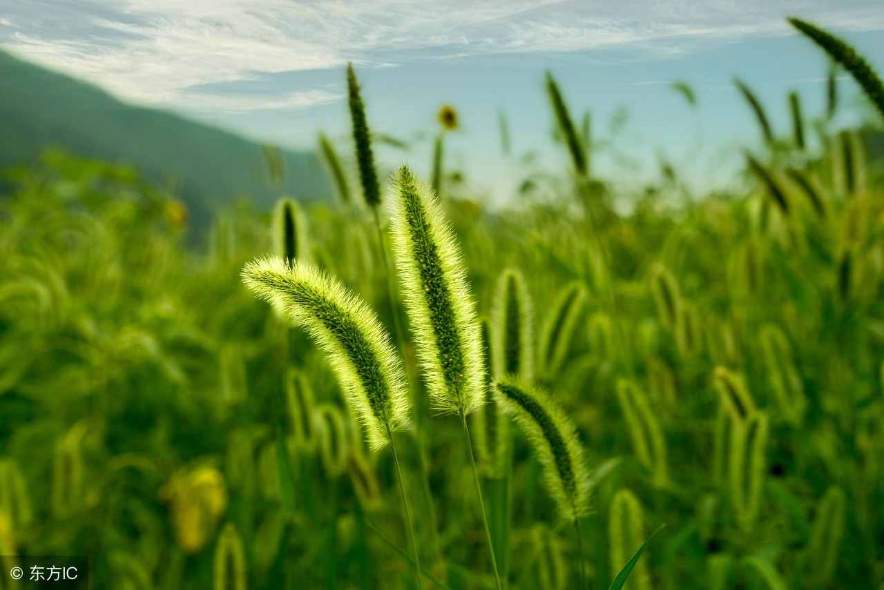 别把狗狗当玩具它们也是有生命的,毛毛狗是啥植物