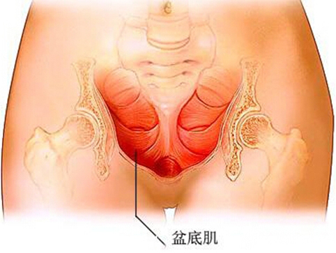 女性盆底健康的意义,盆底肌对女性有什么作用