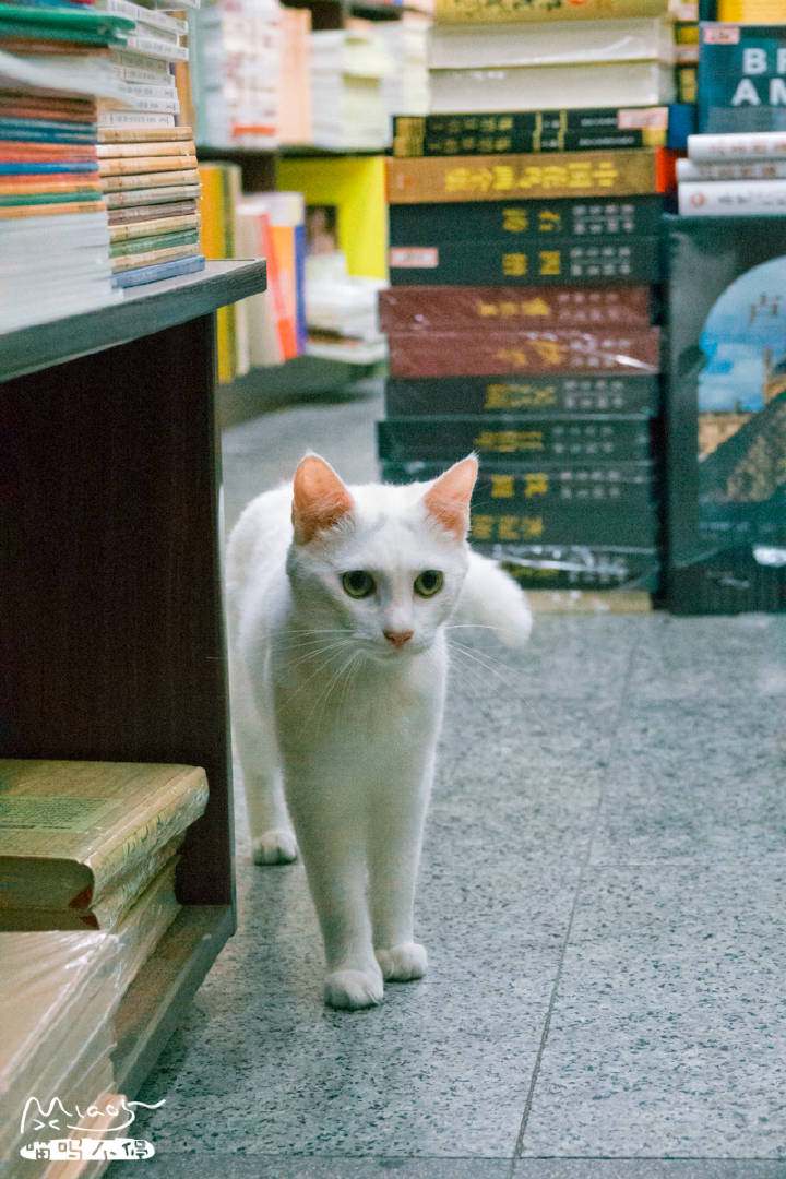 除了在杏花楼排网红青团，这条路还有上海最大书城和老爵士