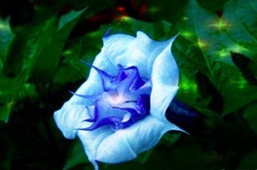 曼陀罗花的好处与坏处,曼陀罗花适合什么人用