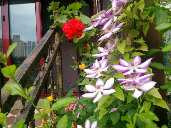 铁线莲爬藤花卉排名前十名,铁线莲哪个品种花最好看