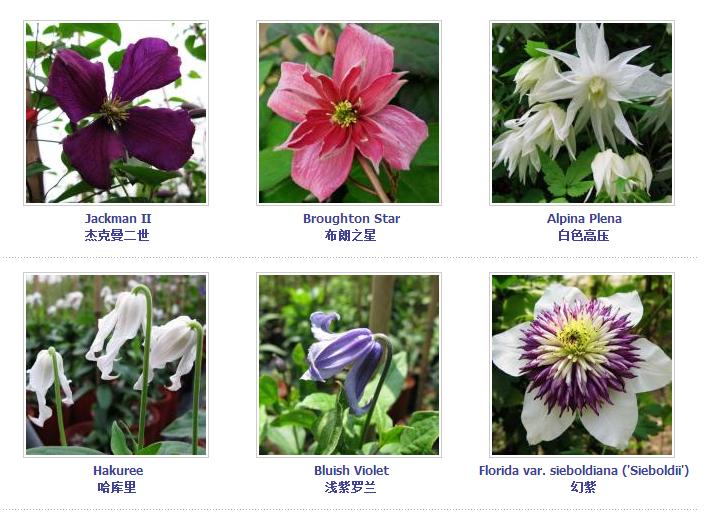 铁线莲爬藤花卉排名前十名,铁线莲哪个品种花最好看