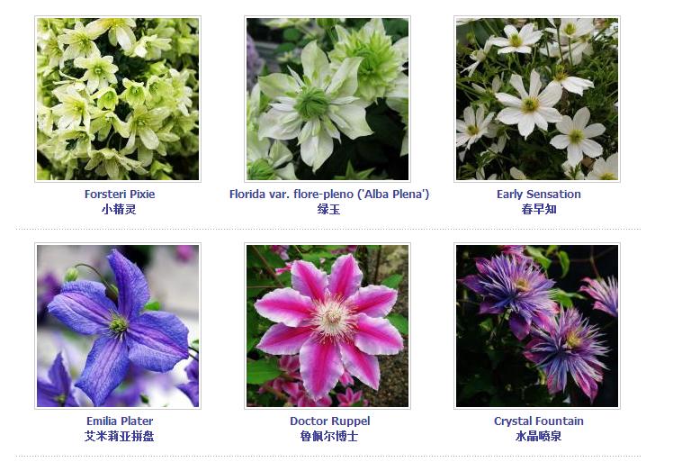 铁线莲爬藤花卉排名前十名,铁线莲哪个品种花最好看