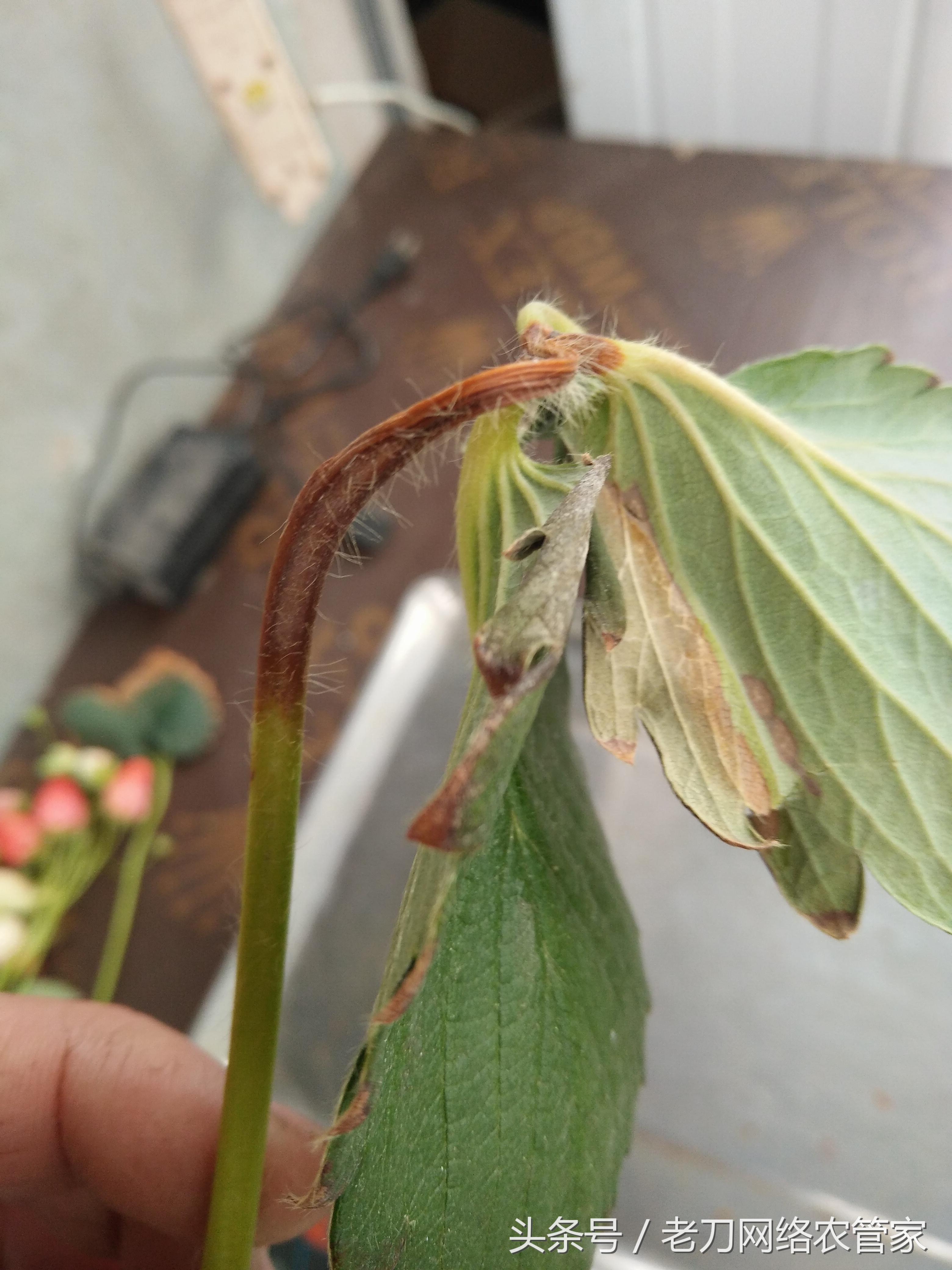 草莓炭疽病初期匍匐茎是什么样子,草莓炭疽病的药物有哪些