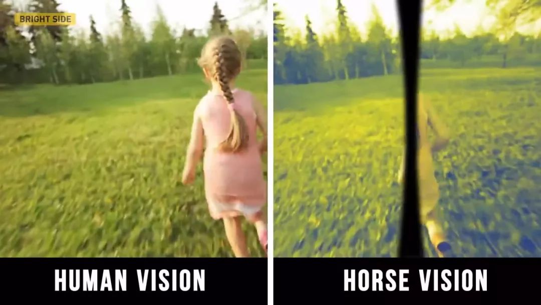 动物眼里的世界长什么样子,动物眼里的世界都是什么颜色