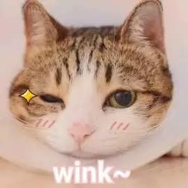 您的武科大专属裙装已到货，请签收