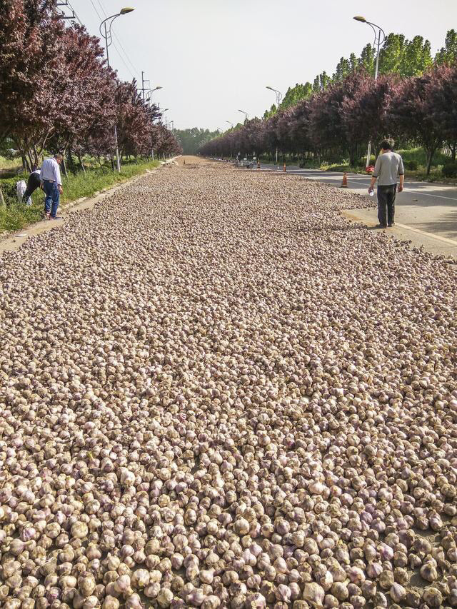 蒜薹免费送,苍山蒜薹免费送