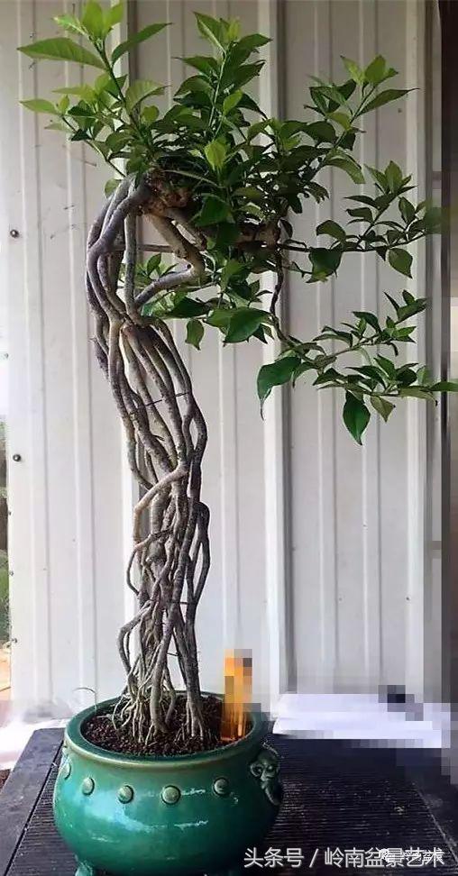 栀子花开美好如初,栀子花开花开盛夏