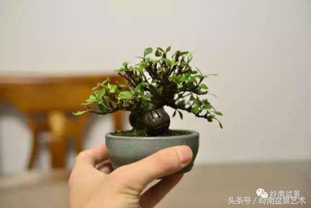 栀子花开美好如初,栀子花开花开盛夏