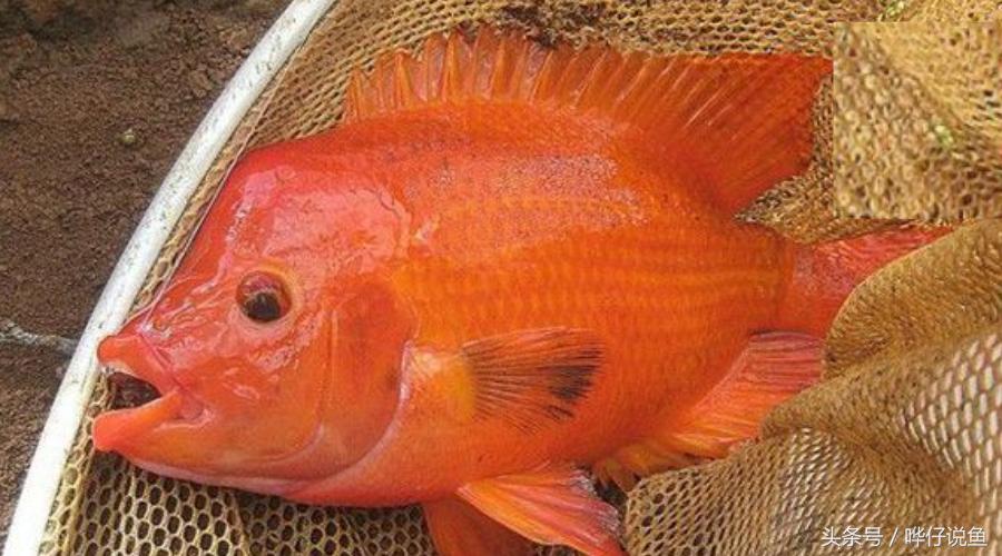 鹦鹉鱼爸爸妈妈跟孩子能一起养吗,鹦鹉鱼与罗汉鱼的区别