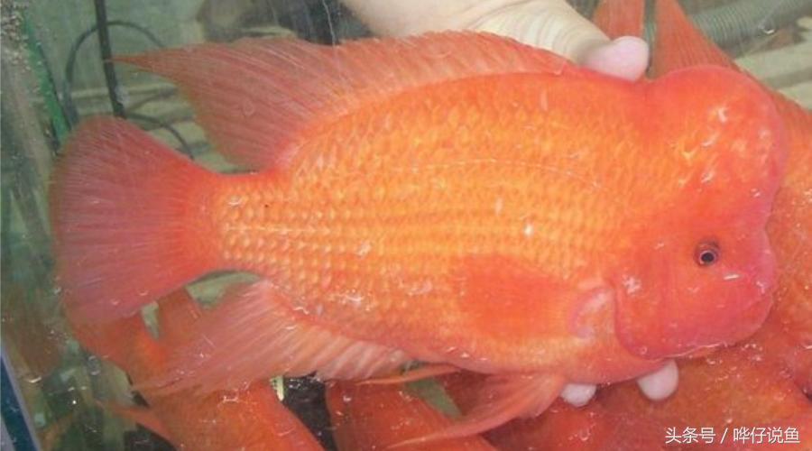 鹦鹉鱼爸爸妈妈跟孩子能一起养吗,鹦鹉鱼与罗汉鱼的区别