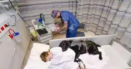 这个蓝星人都治不好的“绝症”，让狗狗给治好了