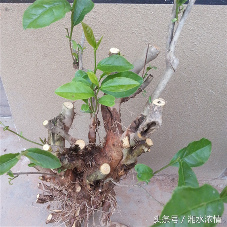 到集市上买花卉回农家庭院栽种,到花卉市场买盆栽诀窍