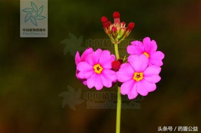 带您走近传说中的“天山雪莲”