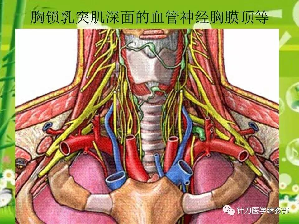 颈椎肌肉损伤用小针刀治疗,针刀治疗颈椎导致神经损伤