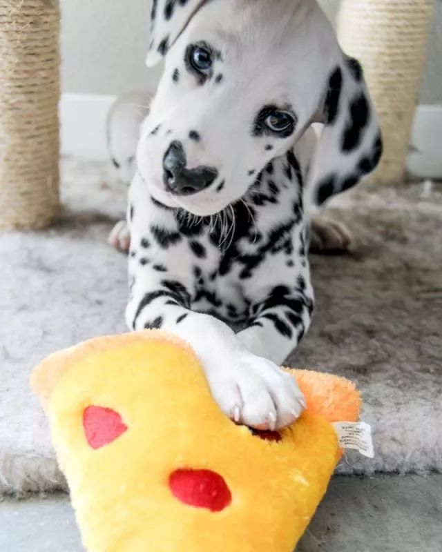 这只小斑点超可爱！呼吸都是爱你的形状