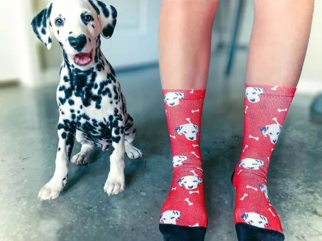 这只小斑点超可爱！呼吸都是爱你的形状