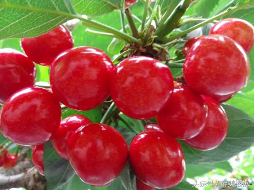 樱桃果实还没有成熟蔫巴了咋回事,樱桃成熟就烂用什么药