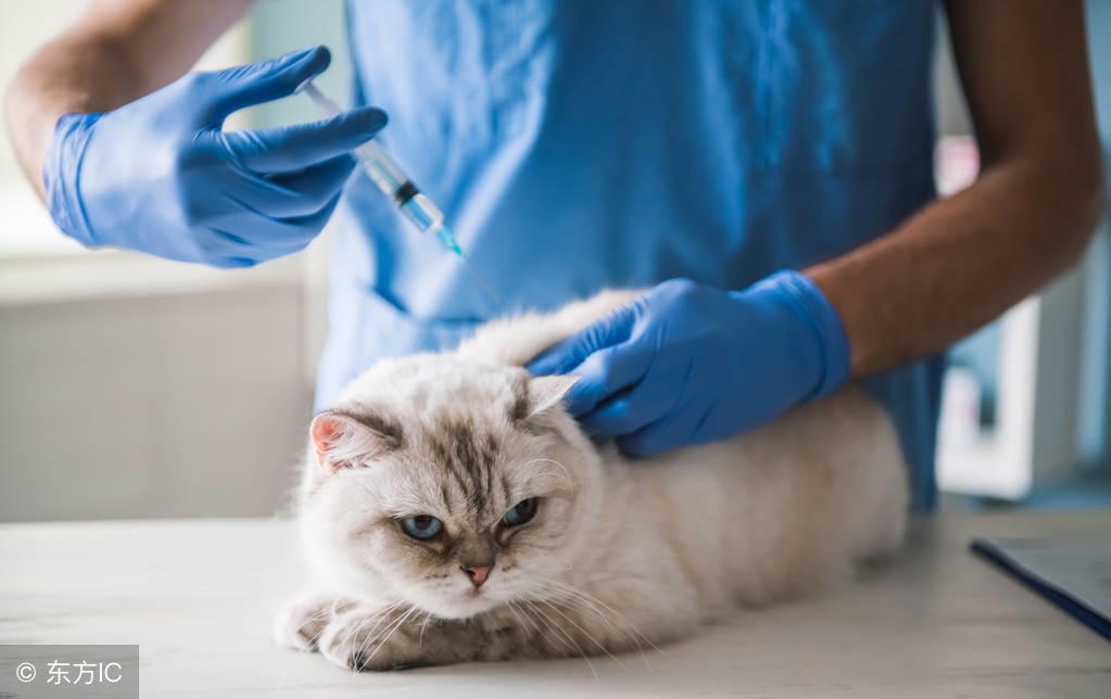 什么情况下给猫咪打疫苗,猫咪疫苗第一针和第二针最长间隔
