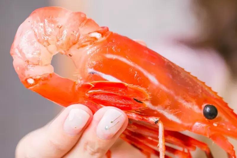 上海米其林一星日料,东京日料米其林一星