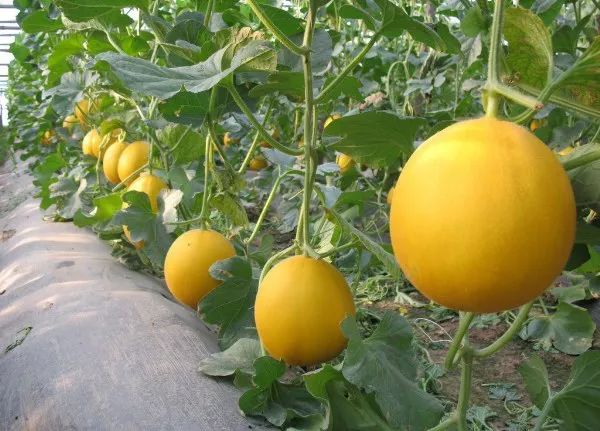 抗重茬薄皮甜瓜品种,甜瓜抗重茬