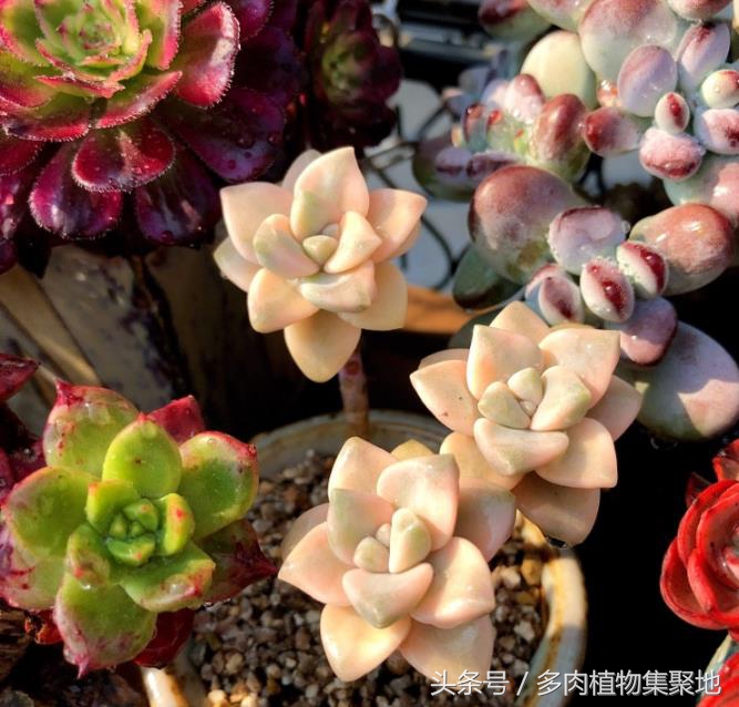 室内养多肉小苗阴雨天能浇水吗,多肉服盆期遇到阴雨天用浇水吗