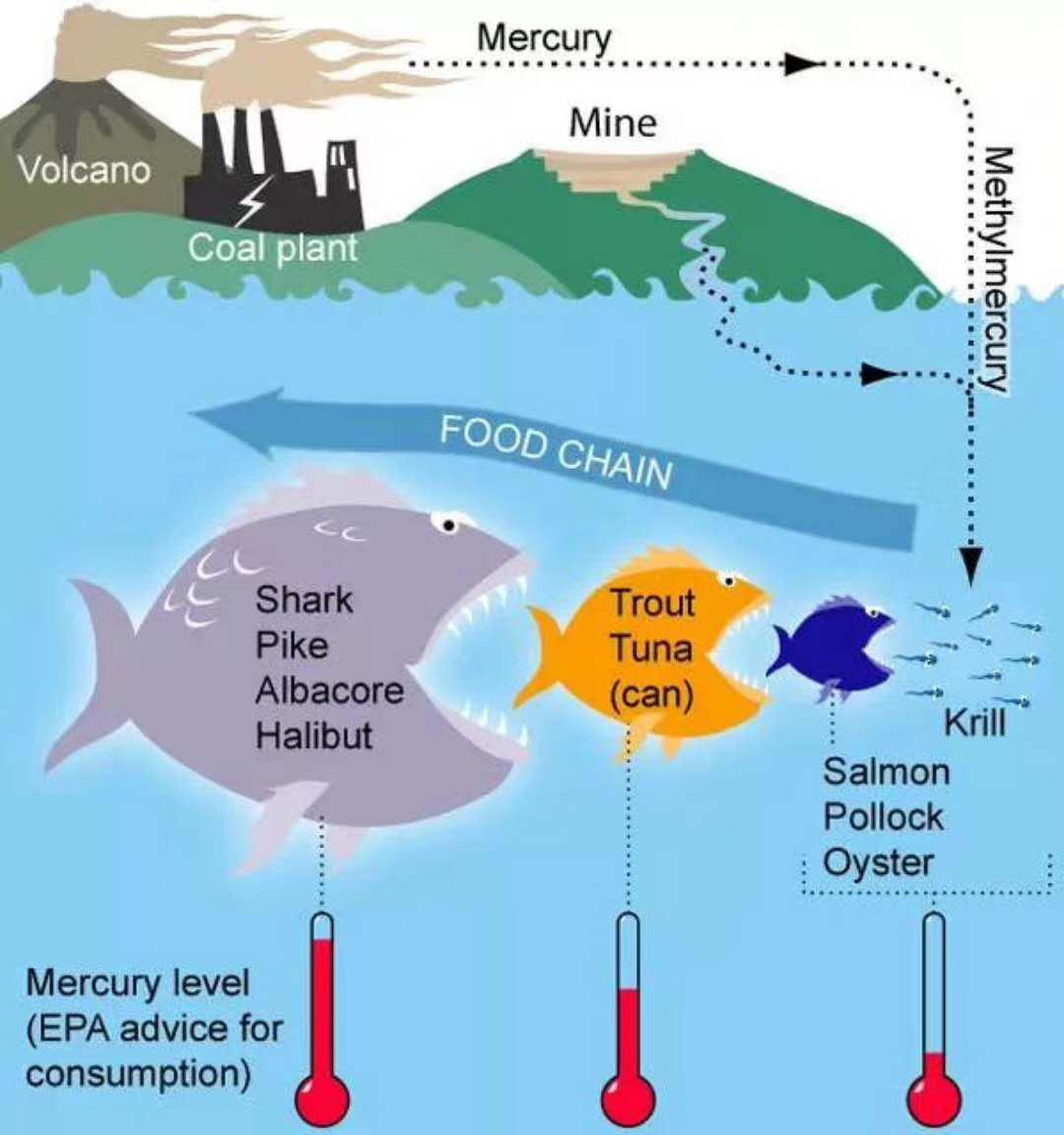 少量食用鱼翅会汞中毒吗,鱼翅导致汞中毒