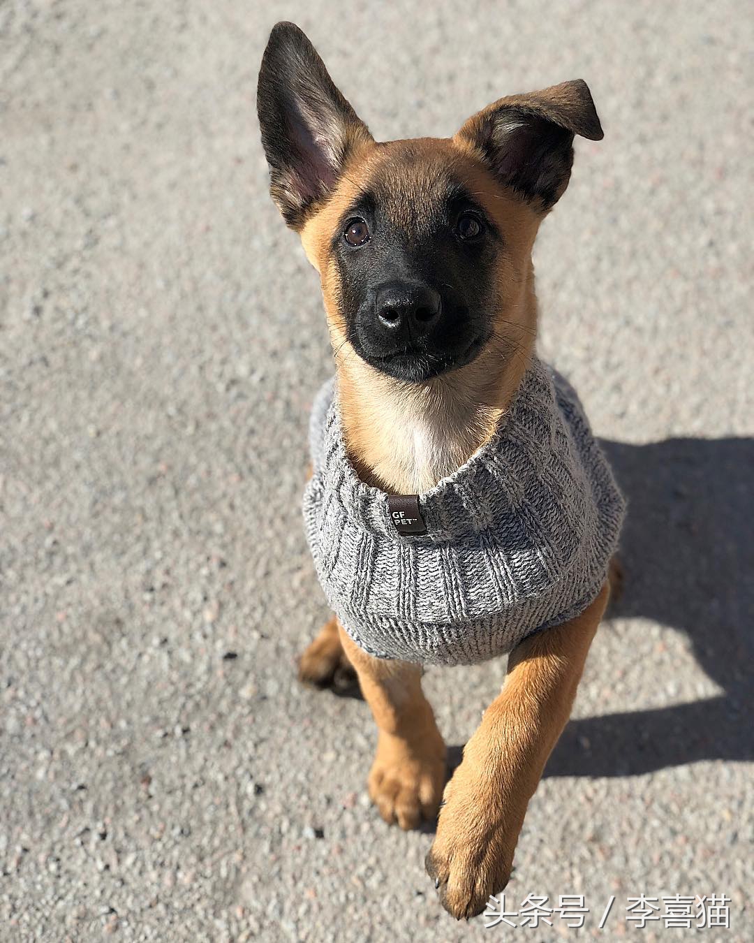 马犬警犬们,警犬界扛把子