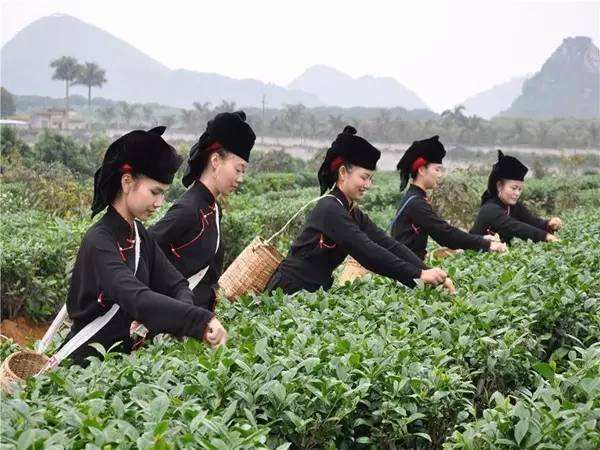 广西国家地理标志产品大全,广西地理标志农产品有哪些