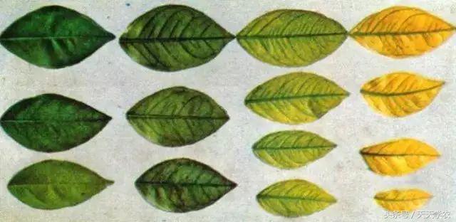 柑橘幼苗黄化怎么回事,柑橘幼树春梢突然黄化是怎么回事