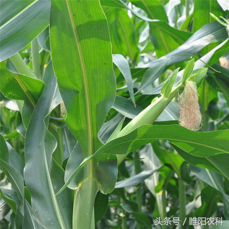 辽宁省最新审定的玉米新品种,2019贵州审定的玉米新品种