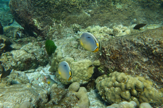 口袋相机黑卡,索尼口袋小长焦奶白相机