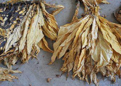 家里的花又招虫了？学会这一招，杀虫药不用买！