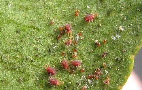 家里的花又招虫了？学会这一招，杀虫药不用买！