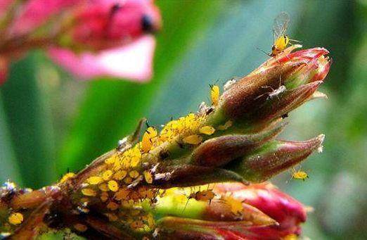 家里的花又招虫了？学会这一招，杀虫药不用买！