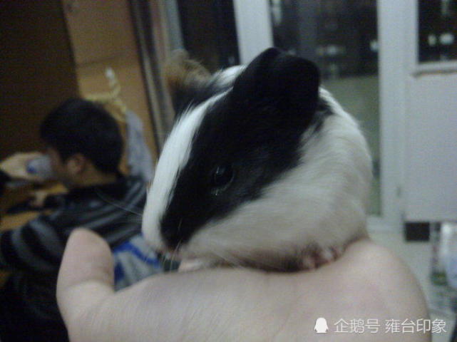 寝室可以养宠物吗,学校寝室养宠物违法吗