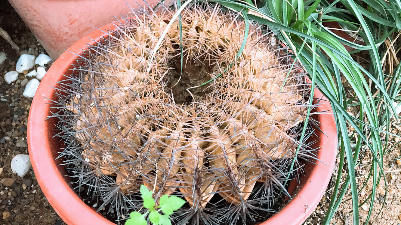 仙人球快枯萎了怎么把它救活,仙人球根全部腐烂了还能救活吗