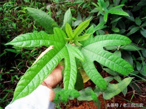 喝它煲的汤，饭也吃多几碗！带叶时你或许认识它，不带时可能懵了